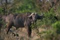 Il s'agit d'un buffle observé prés de Shingwesi.Les cornes sont portées par les deux sexes.Le buffle du cap est le plus gros et son poids peut atteindre 700 kgs. mammiferes afrique buffle 